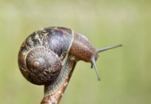 Za co odpowiada czujnik temperatury parownika?